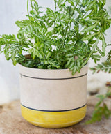 Lime Stroke Planter