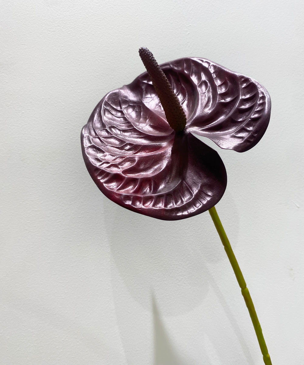 anthurium maroon Plum Anthurium Stick