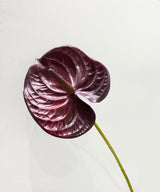 Plum Anthurium Stick - Zufolo Designs
