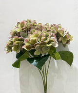 Avoca Whip Hydrangeas