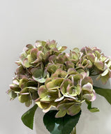 Avoca Whip Hydrangeas - Zufolo Designs