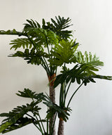 Swiss Cheese Faux Plant - Zufolo Designs