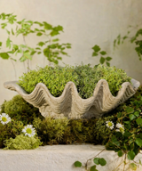 Sea Shell Planter