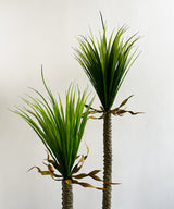 Tall Yucca Faux Plant Edition 1 - Zufolo Designs