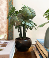 Philodendron Faux Plant - Zufolo Designs