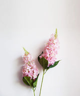 Blush Snapdragon - Zufolo Designs