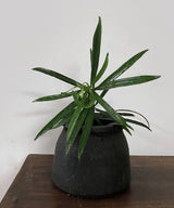 Midnight Clay Pots Set Of Two - Zufolo Designs