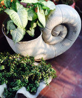 Grand Coil Planter - Zufolo Designs