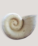 Grand Coil Planter - Zufolo Designs