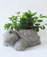 Tortoise Planter - Zufolo Designs