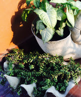 Sea Shell Planter - Zufolo Designs