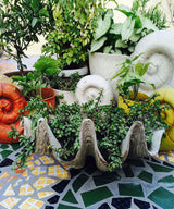 Sea Shell Planter - Zufolo Designs