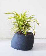 Simon Planter Small - Zufolo Designs