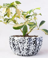 Pure Drop Hexagon Planter - Zufolo Designs