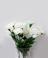 Snow White Carnation - Zufolo Designs