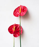 Lush Anthurium - Zufolo Designs
