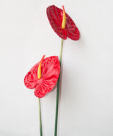 Lush Anthurium - Zufolo Designs