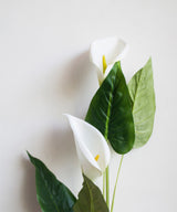 Calla Lily - Zufolo Designs