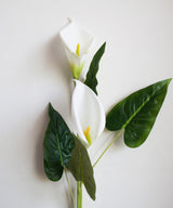 Calla Lily - Zufolo Designs