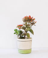 Grass Stroke Planter - Zufolo Designs