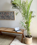 Teak Wood Rattan Bench - Zufolo Designs