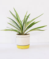 Lime Stroke Planter - Zufolo Designs