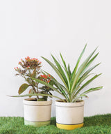 Lime Stroke Planter - Zufolo Designs