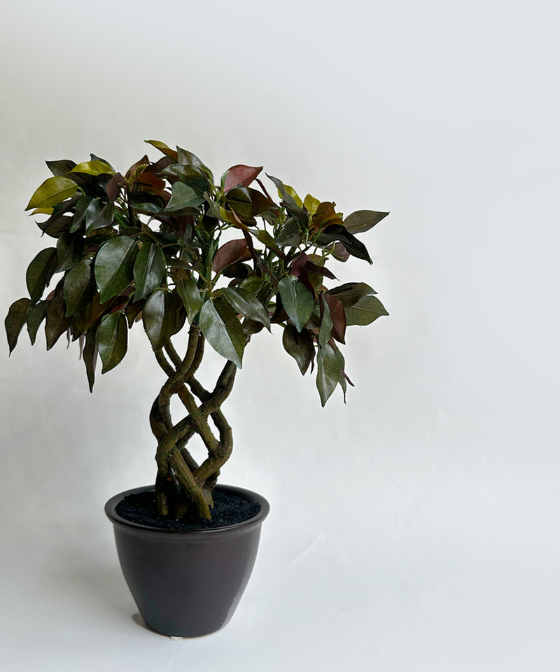 Ficus Bonsai Plant