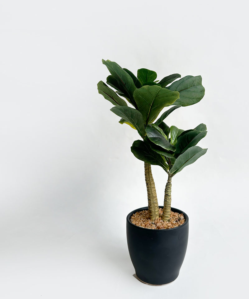 Fig potted plant