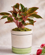 Grass Stroke Planter