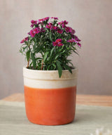 Tangerine Hanging Planter