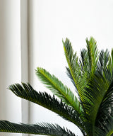 Sago palm Faux Plant