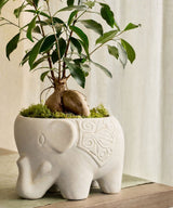 Debby Carrying A Planter