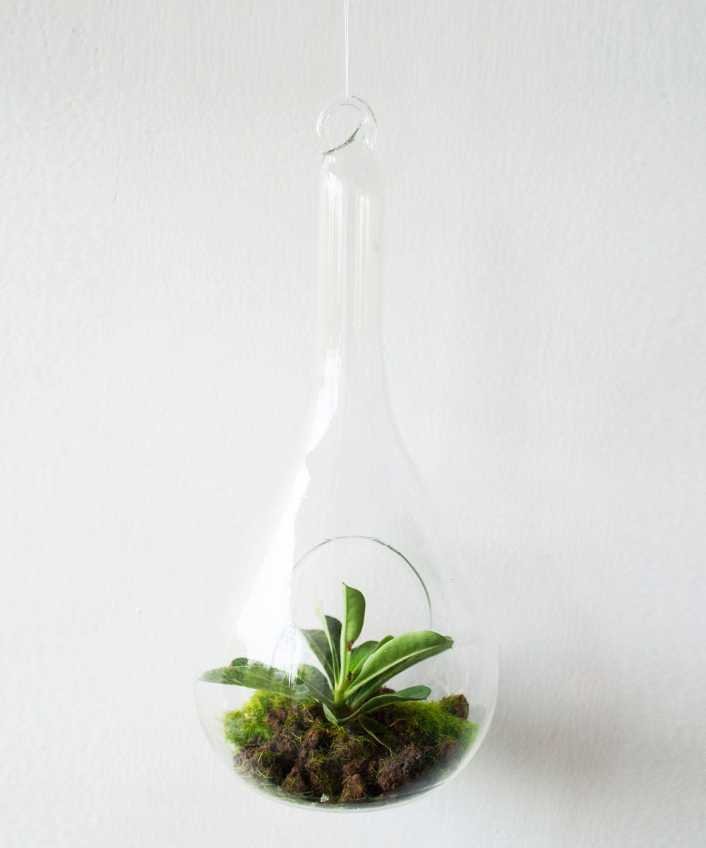 Account Search Cart ( 0 )