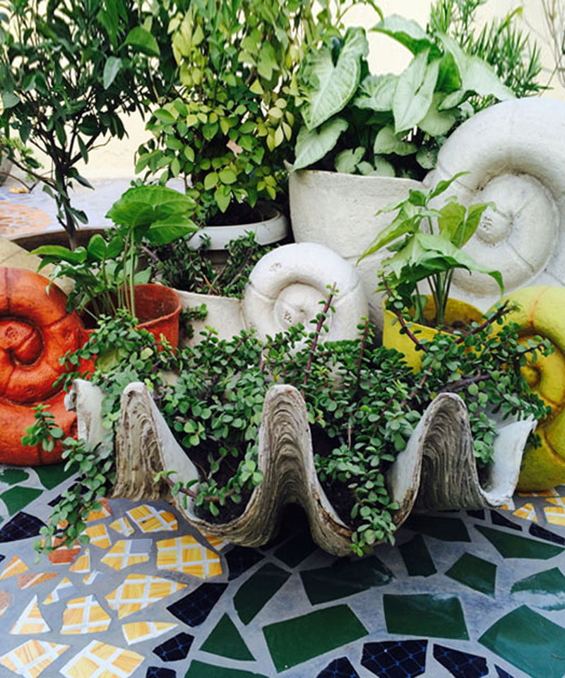 sea shells in potted plants Sea Shell Planter