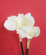 White Anemone Flower